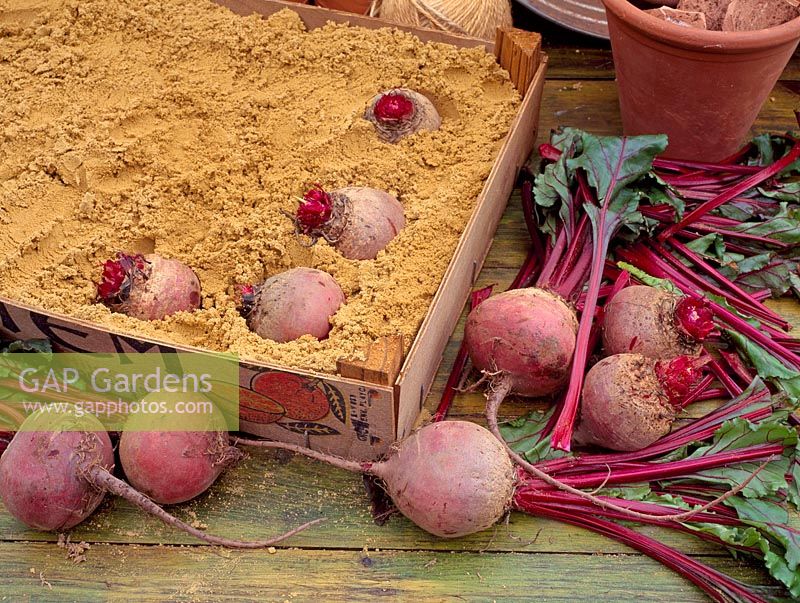 Beetroot being stored for winter in boxes of sand