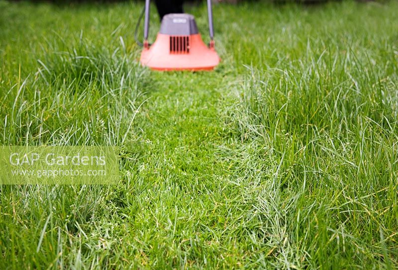 Cutting the grass in spring with an electric lawnmower