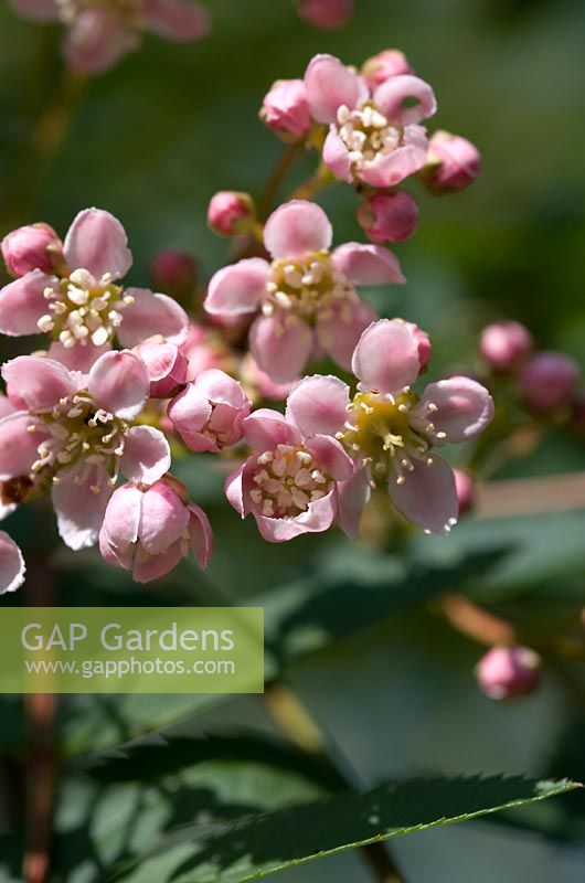 Sorbus cashmiriana pink-fruited