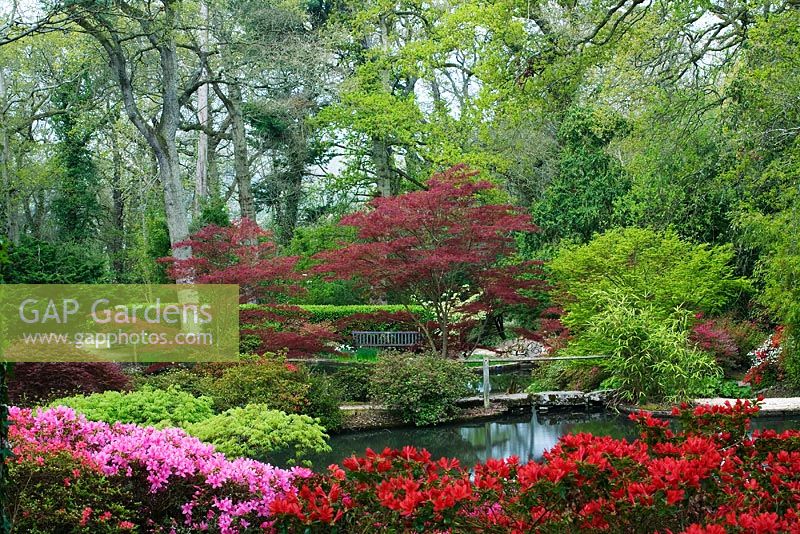 Exbury Gardens in Spring showing the 'Home Wood' area featuring Rhododendron, Acer and Phyllostachys around the pond. 