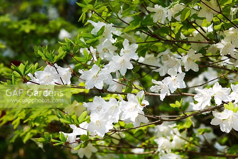 Rhododendron quinquefolium 'Five Arrows' - Exbury Gardens, Hampshire