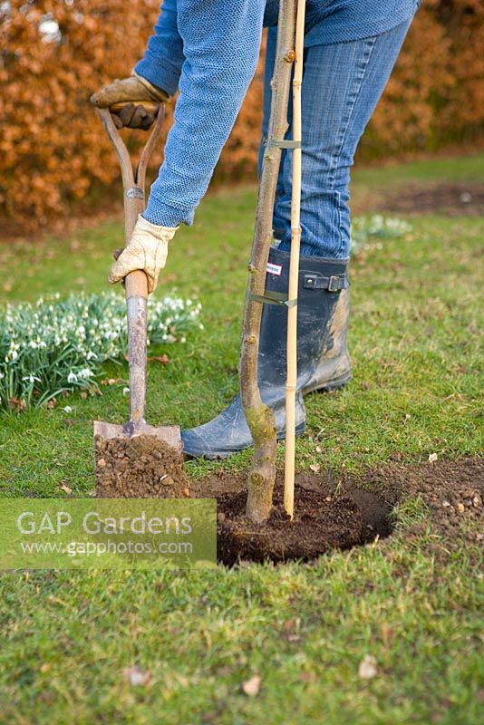 Step by step guide to planting containerised fruit trees in to open ground - Backfill around the sides of the plant.