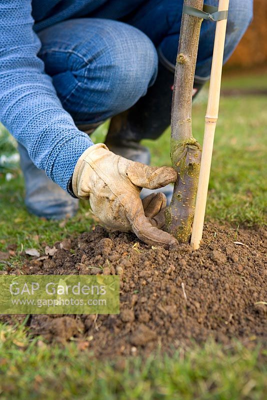 Step by step guide to planting containerised fruit trees in to open ground - Make sure the planting is at least 5cms below the grafting bud. Allow for the soil to natural sink.