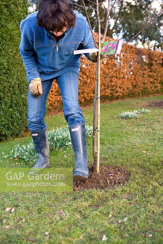 Step by step guide to planting containerised fruit trees in to open ground - Firm down the soil with your feet to get rid of air pockets near the roots.