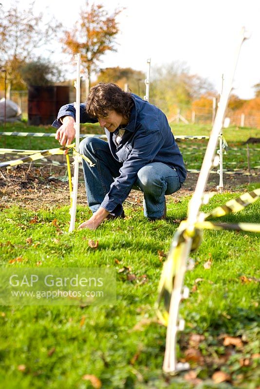 Staking a vegetable patch with raised beds