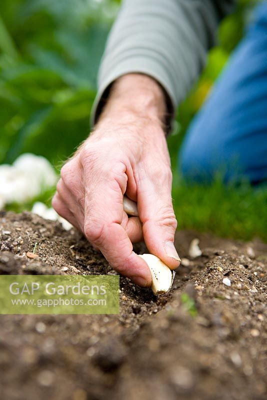 Planting garlic sets