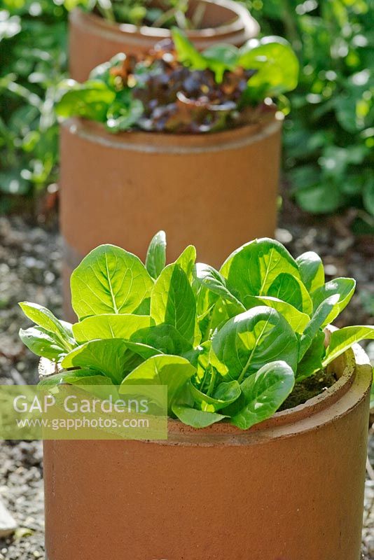 Lettuce 'Little Gem Improved' growing in sections of terracotta flue liner used as pots, with copper strips around lower section to prevent slugs and snails attacking the plants