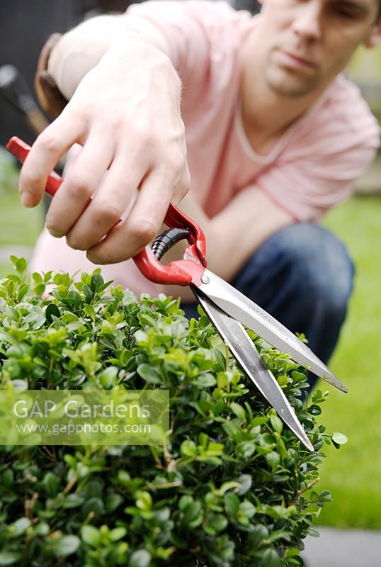 Buxus - Man pruning topiary box ball in pot, with topiary shears