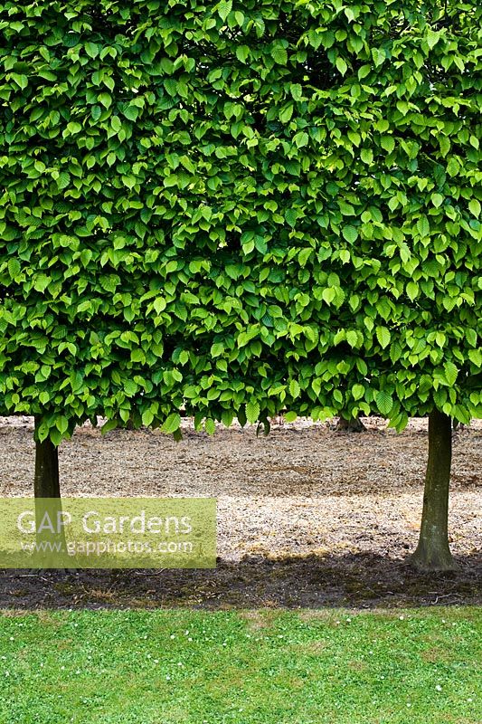 Carpinus - Hornbeam hedge at Waterperry gardens, Oxfordshire, England
