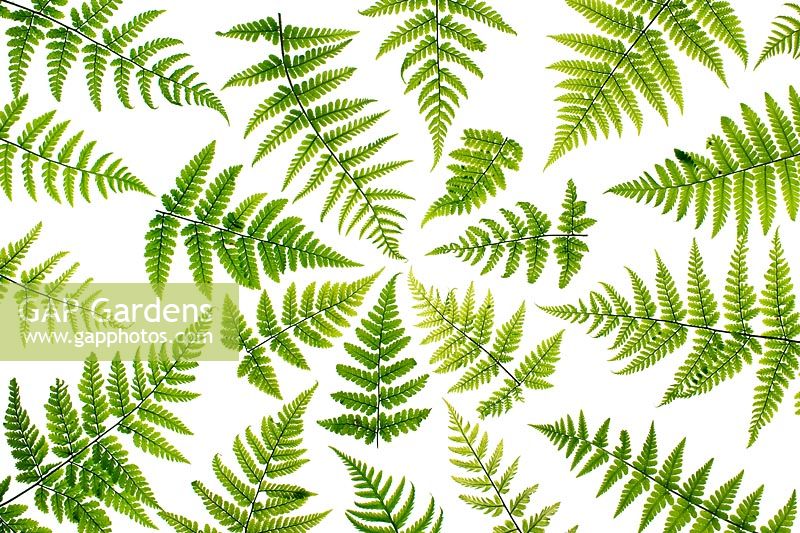 Dryopteris Affinis - Scaly Male Fern leaf pattern on white background