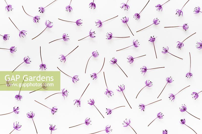 Allium hollandicum 'Purple Sensation' - Flower pattern on white background