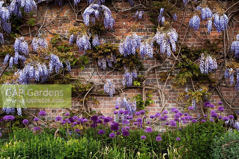 Wisteria floribunda 'Burford' and Allium flowerbed at Waterperry Gardens, Oxfordshire