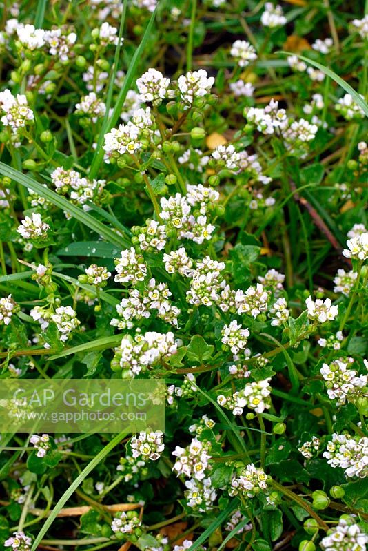 Cochlearia danica - Danish Scurvy Grass growing in the saline conditions at edge of a main road 