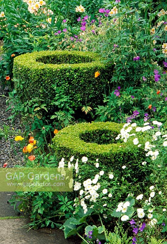 Box Goblets at the bottom of the garden with Alstromeria hybrid, Geranium and Poppies - The Dillon Garden, Dublin, Ireland
