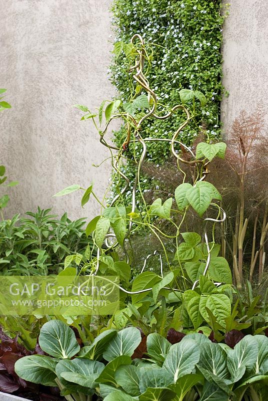 Climbing Beans with metal support, green Pak Choi and other salad leaves, in front of a vertical planting of Pratia pedunculata . The Children's Society Garden - Gold medal winner for Urban Garden at RHS Chelsea Flower Show 2009