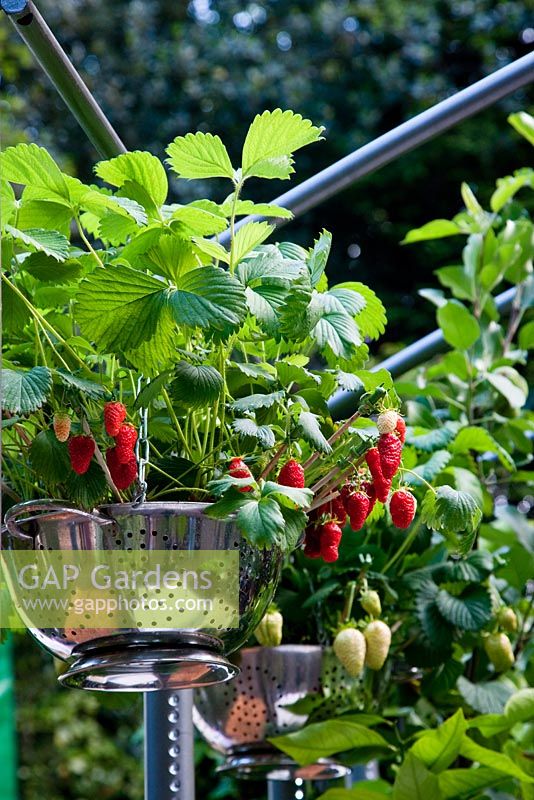 Strawberries grown in hanging basket colander. Freshly Prepped by Aralia, sponsored by Pawley and Malyon, Heather Barnes, Attwater and Liell - Silver Flora medal winner for Courtyard Garden at RHS Chelsea Flower Show 2009