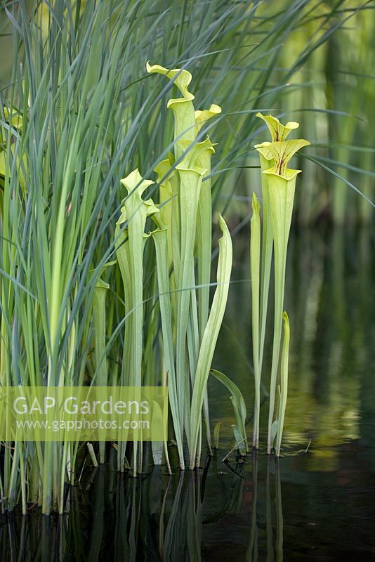 Sarracenia flava with Iris 'Dorothy Robinson - The Foreign and Colonial Investments Garden, Sponsored by Foreign and Colonial Investment Trust, Contractor The Outdoor Room - Silver Flora medal winner at RHS Chelsea Flower Show 2009