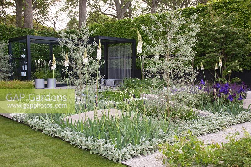 Contemporary Swedish style garden with Eremurus 'Joanna', Pyrus salicifolia 'Pendula', Stachys byzantina 'Silver Carpet' - The Daily Telegraph Garden, sponsored by The Daily Telegraph - Gold medal winner at RHS Chelsea Flower Show 2009