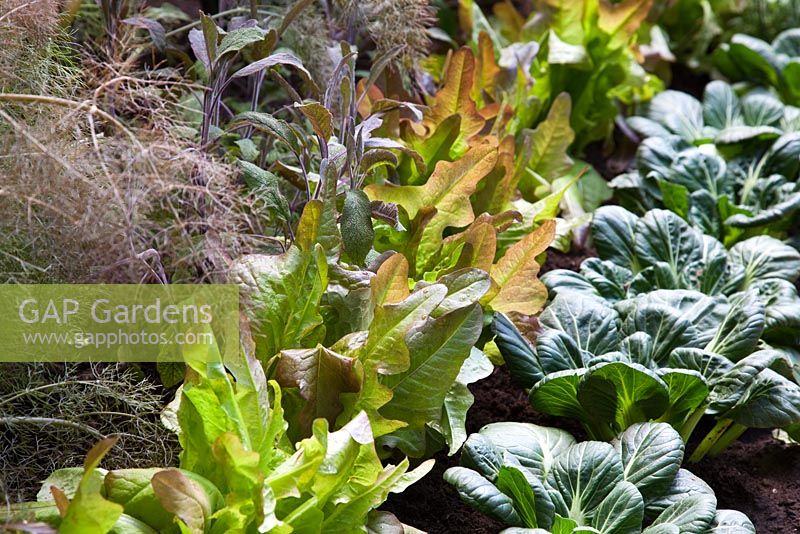 Salad leaves, Pak Choi and herbs including Salvia officinalis and Foeniculum vulgare in The Marshalls Living Street Garden, sponsored by Marshalls plc - Silver-Gilt Flora medal winner at RHS Chelsea Flower Show 2009