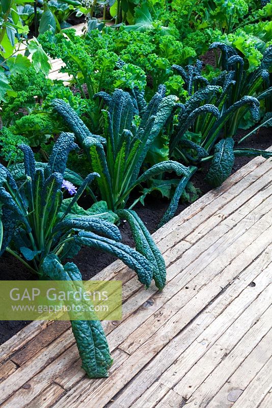 Kale varieties including Brassica oleracea 'Nero di Toscana' with a wooden path in The Marshalls Living Street Garden, sponsored by Marshalls plc - Silver-Gilt Flora medal winner at RHS Chelsea Flower Show 2009
