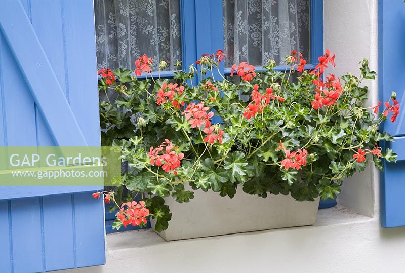Red Pelargoniums on windowsill with rustic blue shutters - Entente Cordiale, A Touch of France Garden, sponsored by Bonne Maman, Clarke and Spears Clarke and Spears International Ltd, The English Garden Magazine - Silver-Gilt Flora medal winner for Courtyard Garden at RHS Chelsea Flower Show 2009