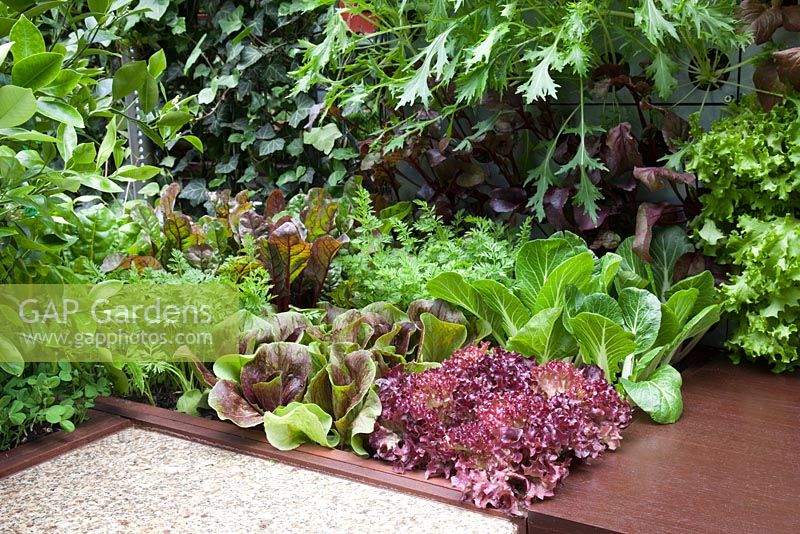 Outdoor kitchen with growing salad leaves - Freshly Prepped by Aralia, sponsored by Pawley and Malyon, Heather Barnes, Attwater and Liell - Silver Flora medal winner for Courtyard Garden at RHS Chelsea Flower Show 2009

