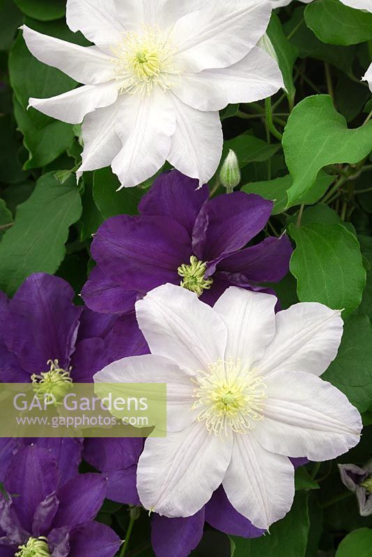 Clematis 'Kingfisher' and 'Ice Blue' - RHS Chelsea Flower Show 2009