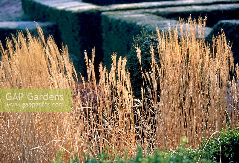 Part of the Grasses Parterre with Miscanthus sinensis 'Kleine Silberspinne' - Veddw House Garden, February 