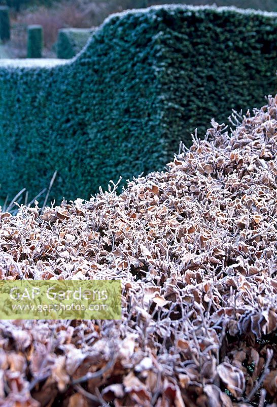 The top of the 'wavy' Beech Hedge with Yew Hedge behind - Veddw House Garden, February 