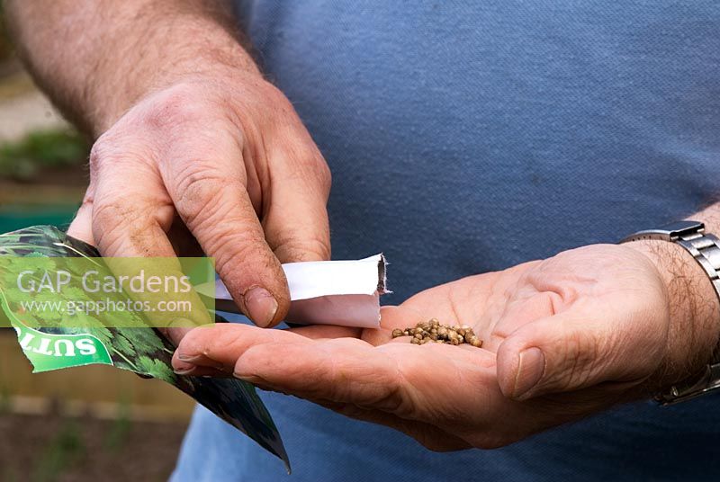Tipping Cilantro seeds into hand from seed packet prior to sowing