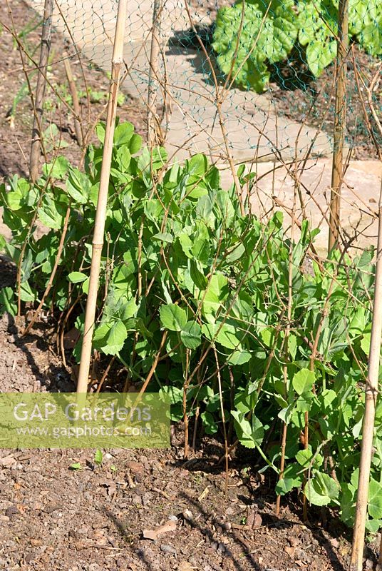 Mangetout 'Oregon Sugar Pod' in early spring with supportive twigs and protective netting