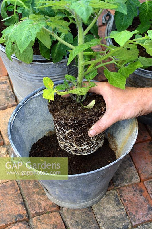 Step by step 3 of planting tomatoes in recycled container - Place plant in container