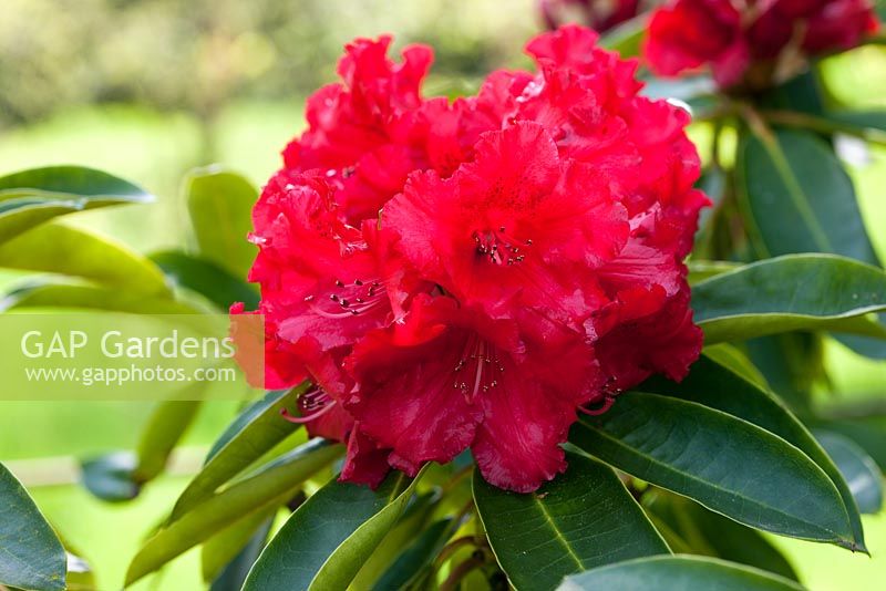 Rhododendron 'Markeetas Prize'
