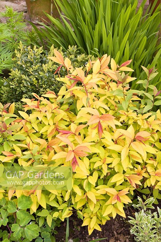 Clump forming deciduous shrub, Spiraea japonica 'Goldflame' has bronze to red young leaves turning bright yellow then mid green and pink flowers
