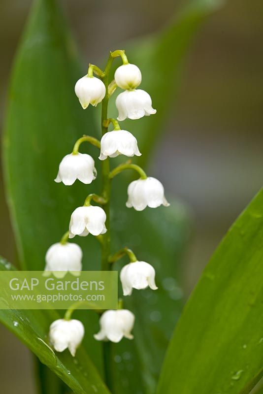 Convallaria majalis - Lily-of-the-valley