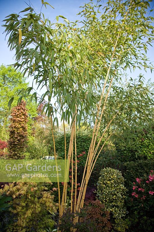 Phyllostachis Aureosulcata f. spectabilis - Golden Grove Bamboo at Four Seasons, NGS garden, Staffordshire
