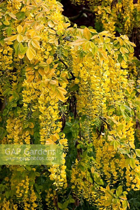 Laburnum anagyroides 'Aureum' - Golden Leaved Laburnum