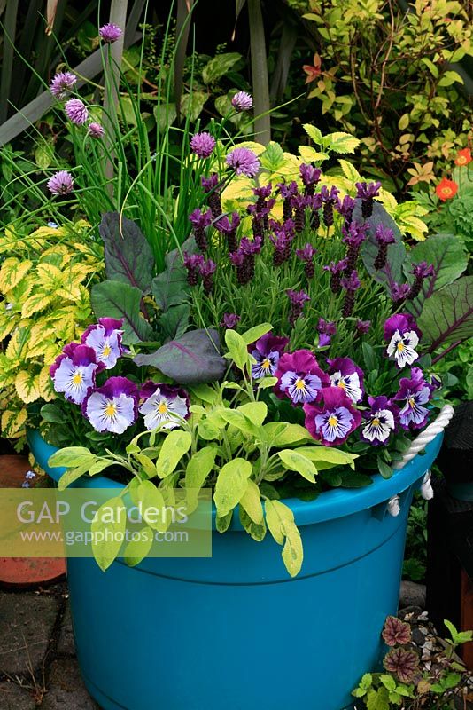 Yellow and purple themed rope handled bucket with Lavandula 'Regal Splendour', red cabbage, chives, yellow variegated sage Salvia officinalis 'Icterina', yellow variegated lemon balm Melissa officinalis 'Aurea' and pansies