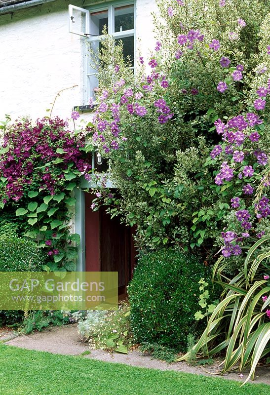 Front door with Clematis Viticella on left and Clematis 'Perle d'Azur' on the right - Lower House, Cusop, Near Hay-On-Wye
