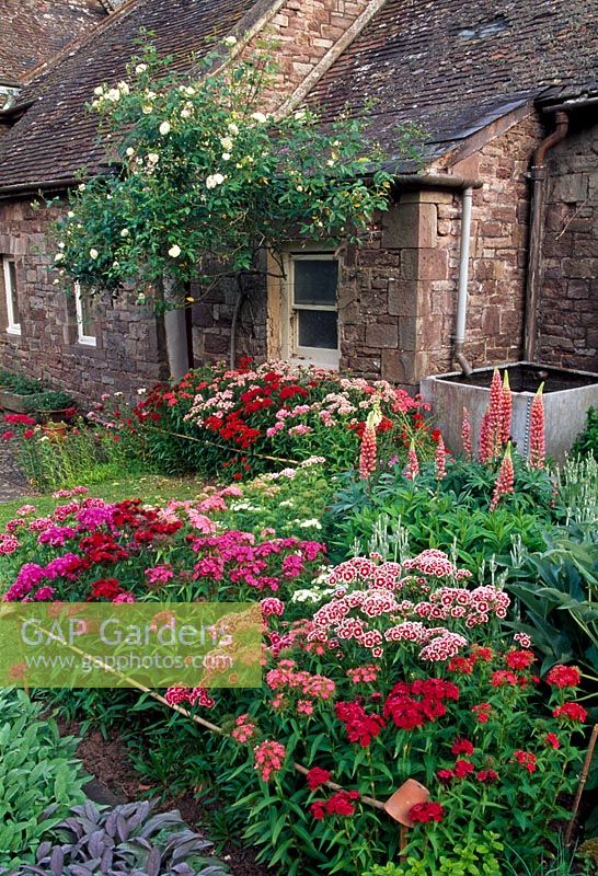 The Bothy Garden with Sweet Williams in beds and Rosa 'Iceberg' on wall - Cefntilla