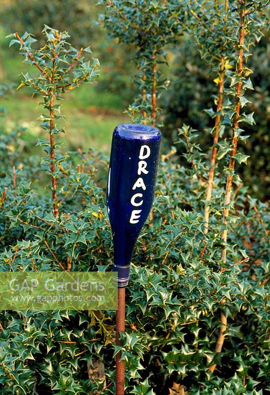 Ilex 'Drace' in nursery with painted bottle marker - Highfield Hollies, Liss, Hampshire