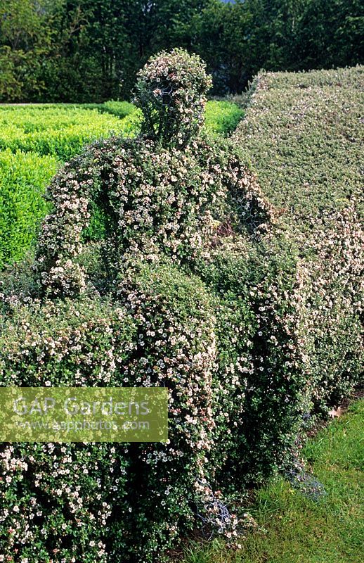Wire frame hedge of Cotoneaster simonsii hedge and figurative topiary - Tilford Cottage, Surrey 