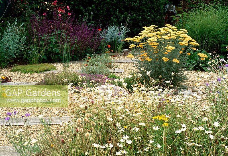 Wildlife garden, plants include Achillea and ox-eye daisies and creeping thyme. Sleepers are embedded in the gravel - Welwyn Garden City