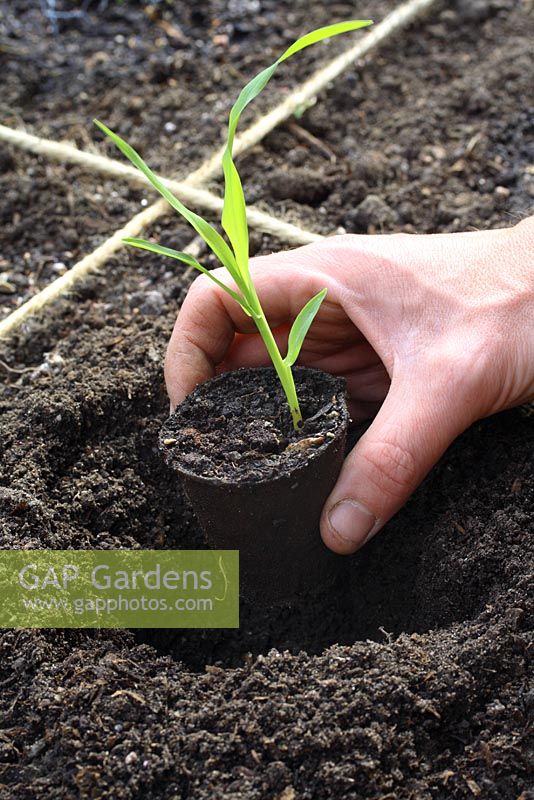 Planting young sweetcorn plant in biodegradable pot, in beds designed for square foot gardening