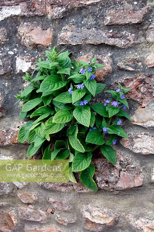 Pentaglossis sempervirens - Green Alkanet growing out of a wall