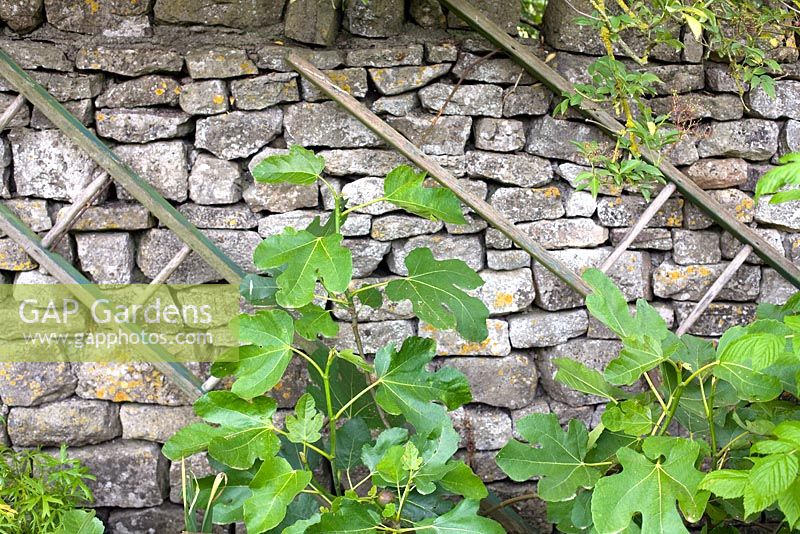 Old wooden ladders on a stone wall and young fig trees, Ficus carica