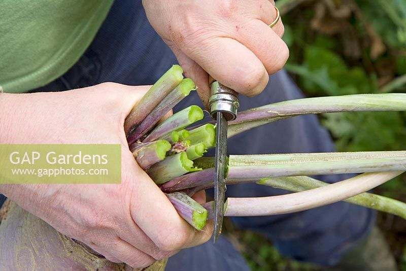 Harvesting swede - Cutting the stems off