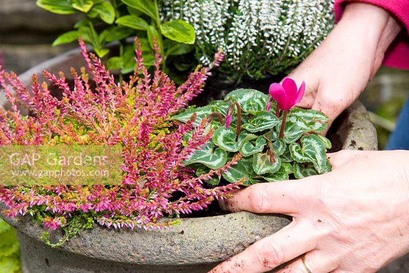 Making a mixed autumn container - Adding Cyclamens