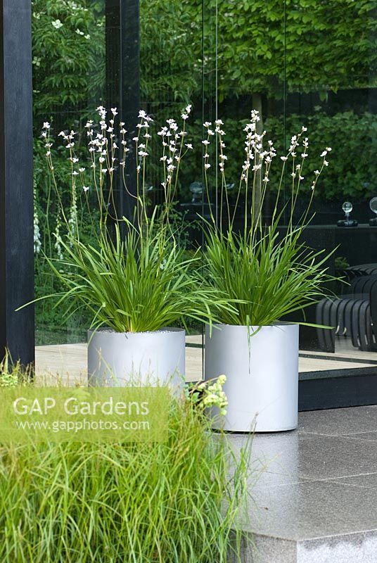 Libertia grandiflora in silver containers - The Daily Telegraph Garden, sponsored by the Daily Telegraph - Gold medal winner at RHS Chelsea Flower Show 2009 for Best in Show
 
