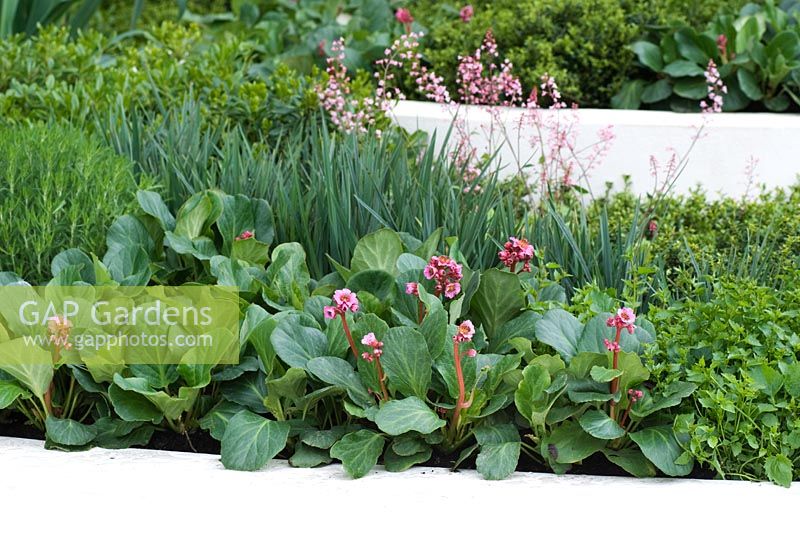 Bergenia 'Baby Doll' with Saxifraga x urbium - The Cancer Research UK Garden, sponsored by Cancer Research, Silver-Gilt Flora madal winner at RHS Chelsea Flower Show 2009
